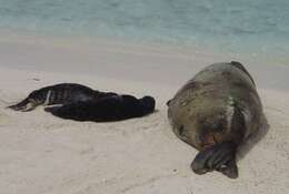 Image of Hawaiian Monk Seal