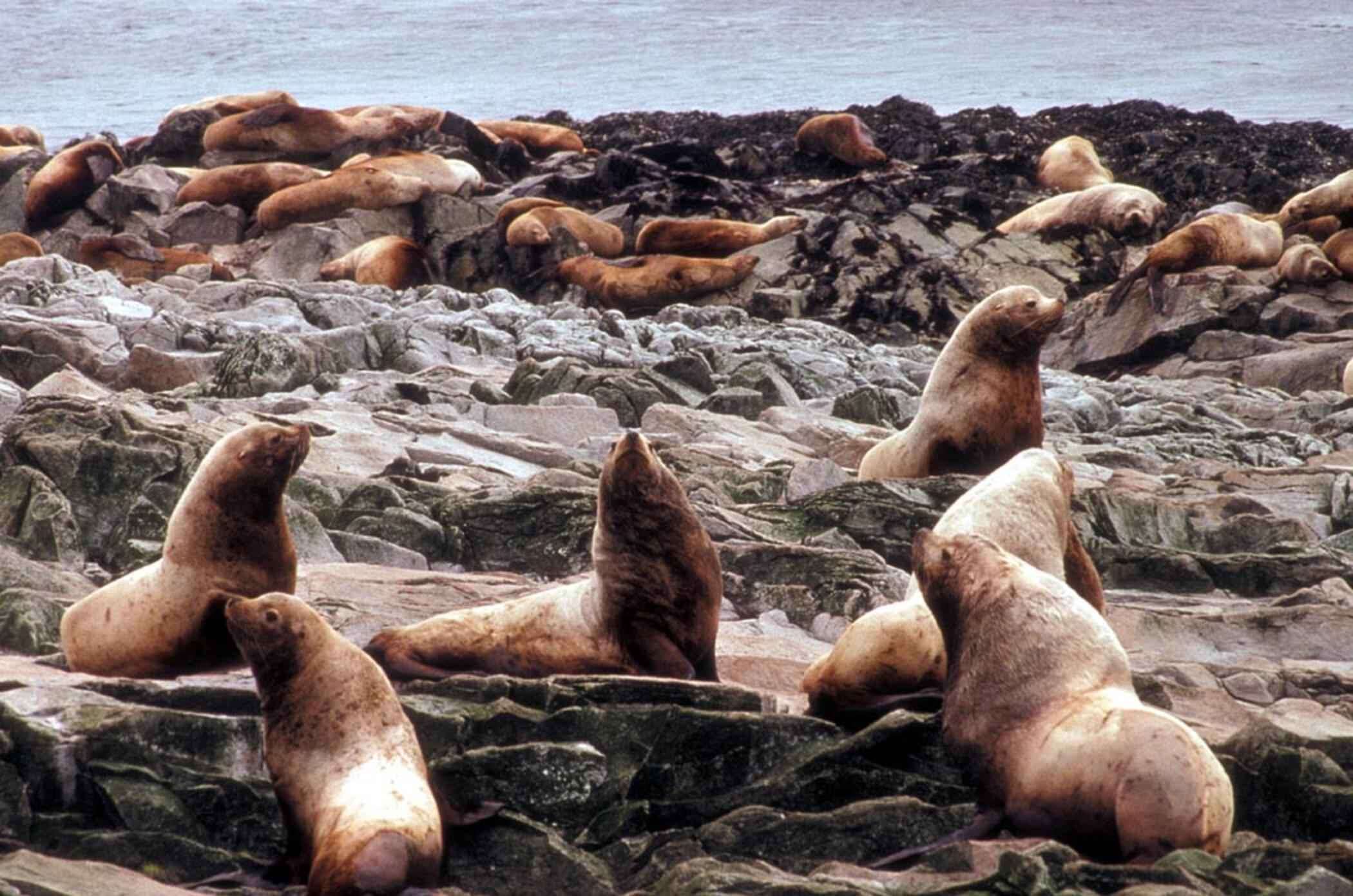 Image of northerns sea lions