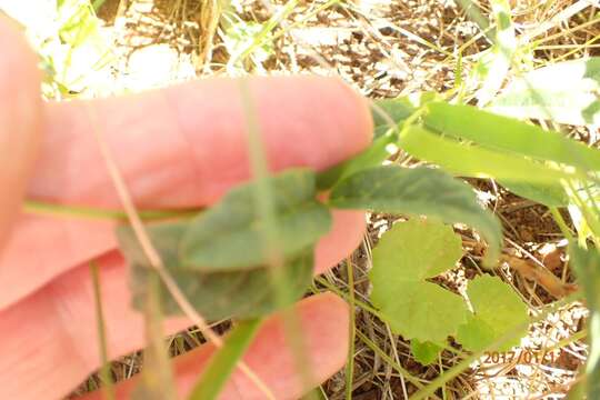 Image de <i>Ophrestia <i>oblongifolia</i></i> var. oblongifolia