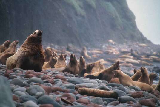 Image of northerns sea lions