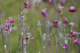 Image of Primula secundiflora Franch.