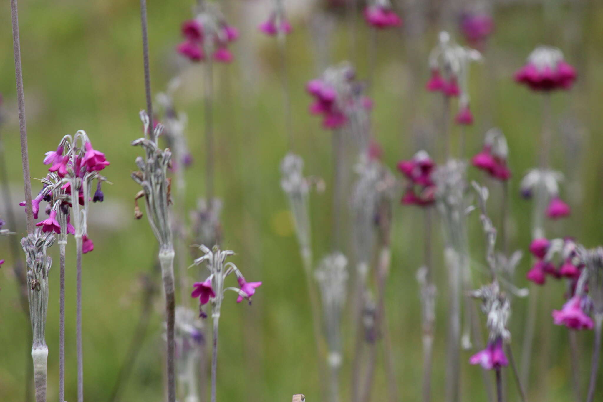 Image of Primula secundiflora Franch.