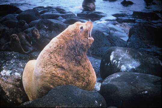 Image of northerns sea lions