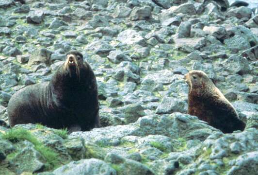 Image of northerns sea lions