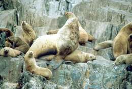 Image of northerns sea lions