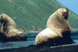 Image of northerns sea lions