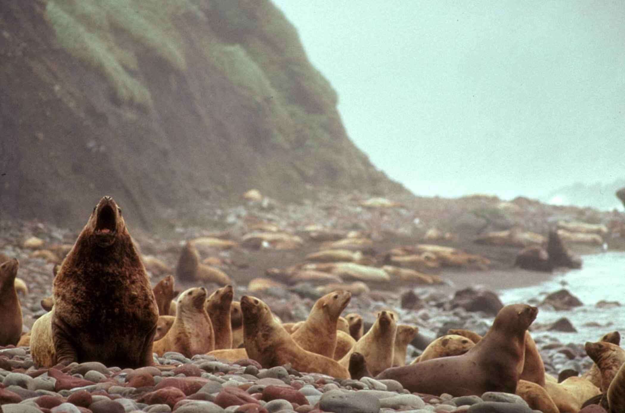 Image of northerns sea lions