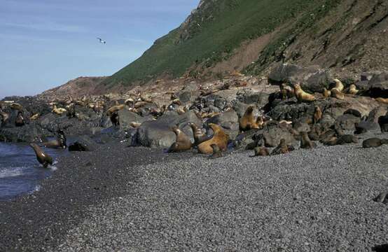 Image of northerns sea lions