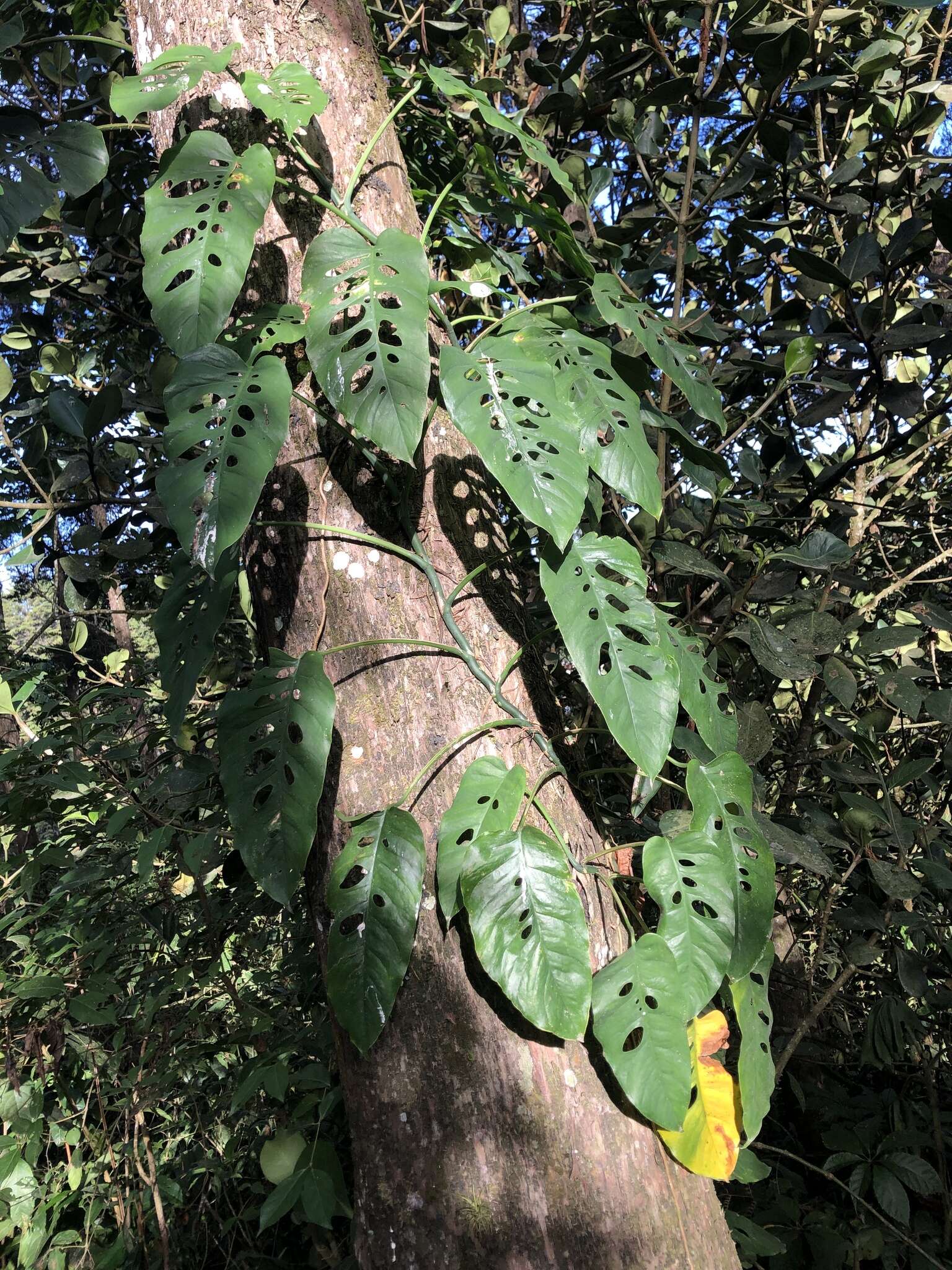 Image of Monstera siltepecana Matuda