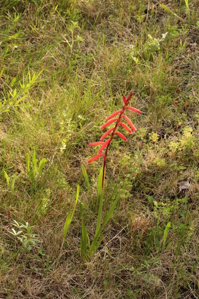 Imagem de Watsonia aletroides (Burm. fil.) Ker Gawl.