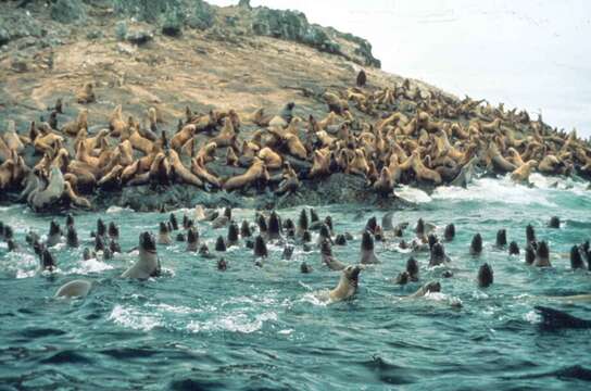 Image of northerns sea lions