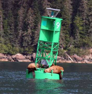 Image of northerns sea lions