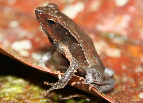 Image of Rhaebo andinophrynoides Mueses-Cisneros 2009