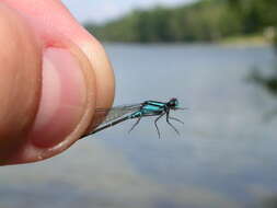 Image of Skimming Bluet