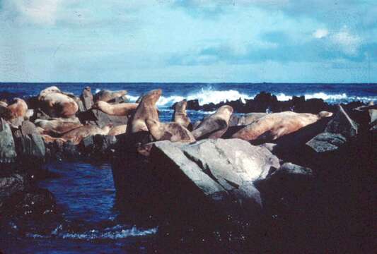 Image of northerns sea lions