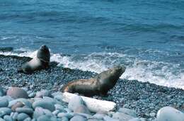 Image of northerns sea lions