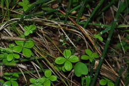 Plancia ëd Galium kamtschaticum Steller ex Schult. & Schult. fil.