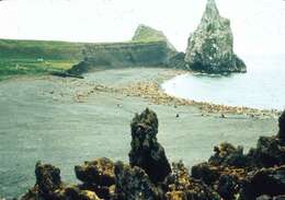 Image of northerns sea lions