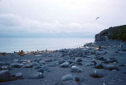 Image of northerns sea lions