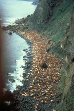 Image of northerns sea lions