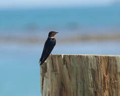 Image of Pacific Swallow