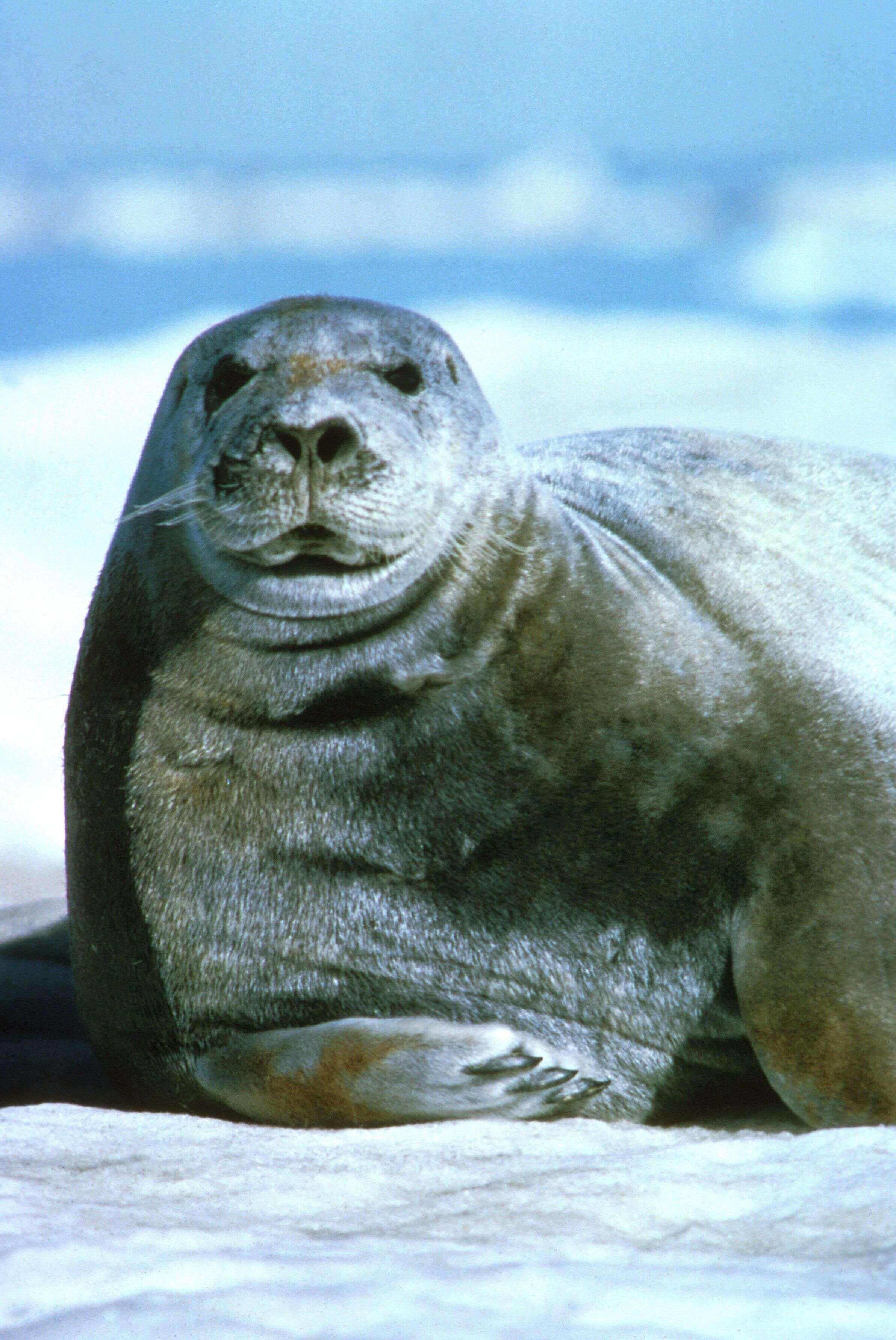 Image of bearded seal