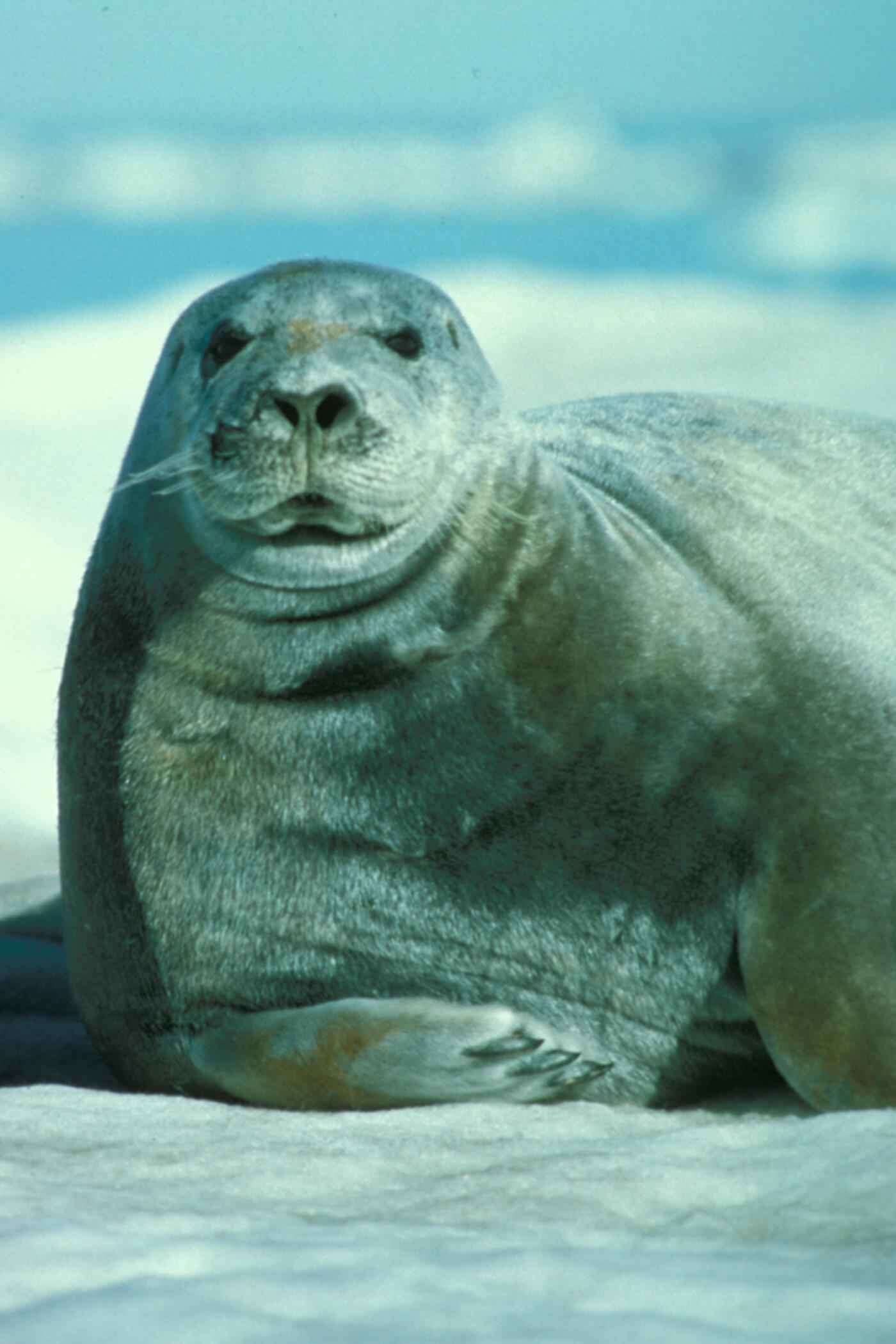 Image of bearded seal