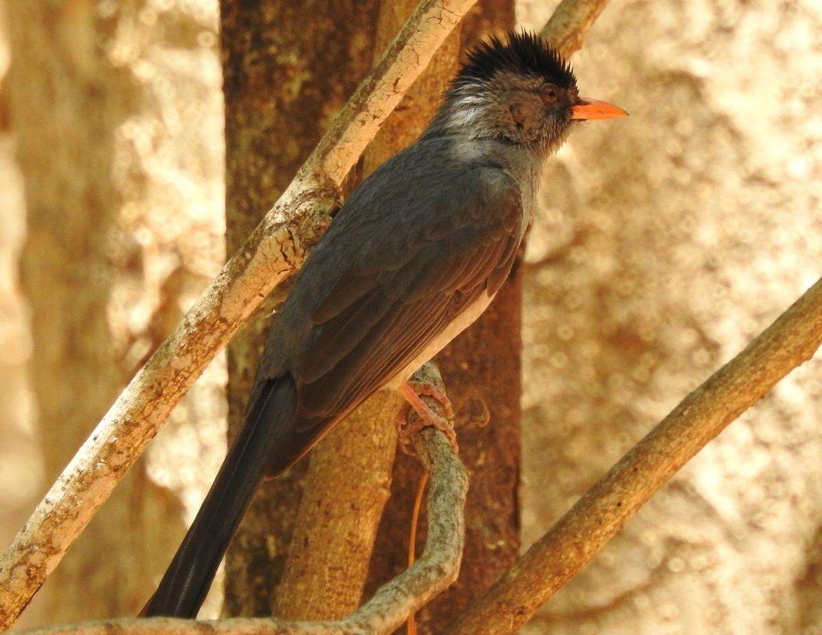 Image of Madagascar Black Bulbul