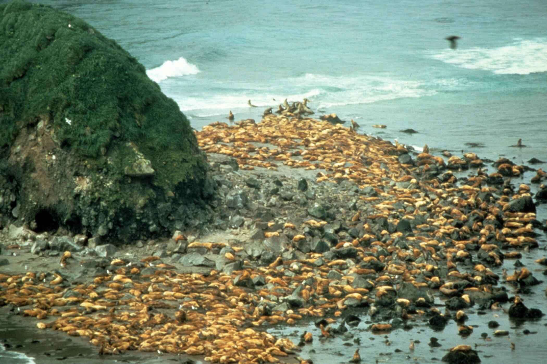 Image of northerns sea lions