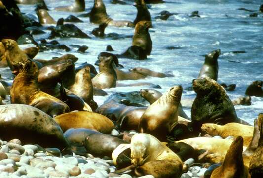 Image of northerns sea lions