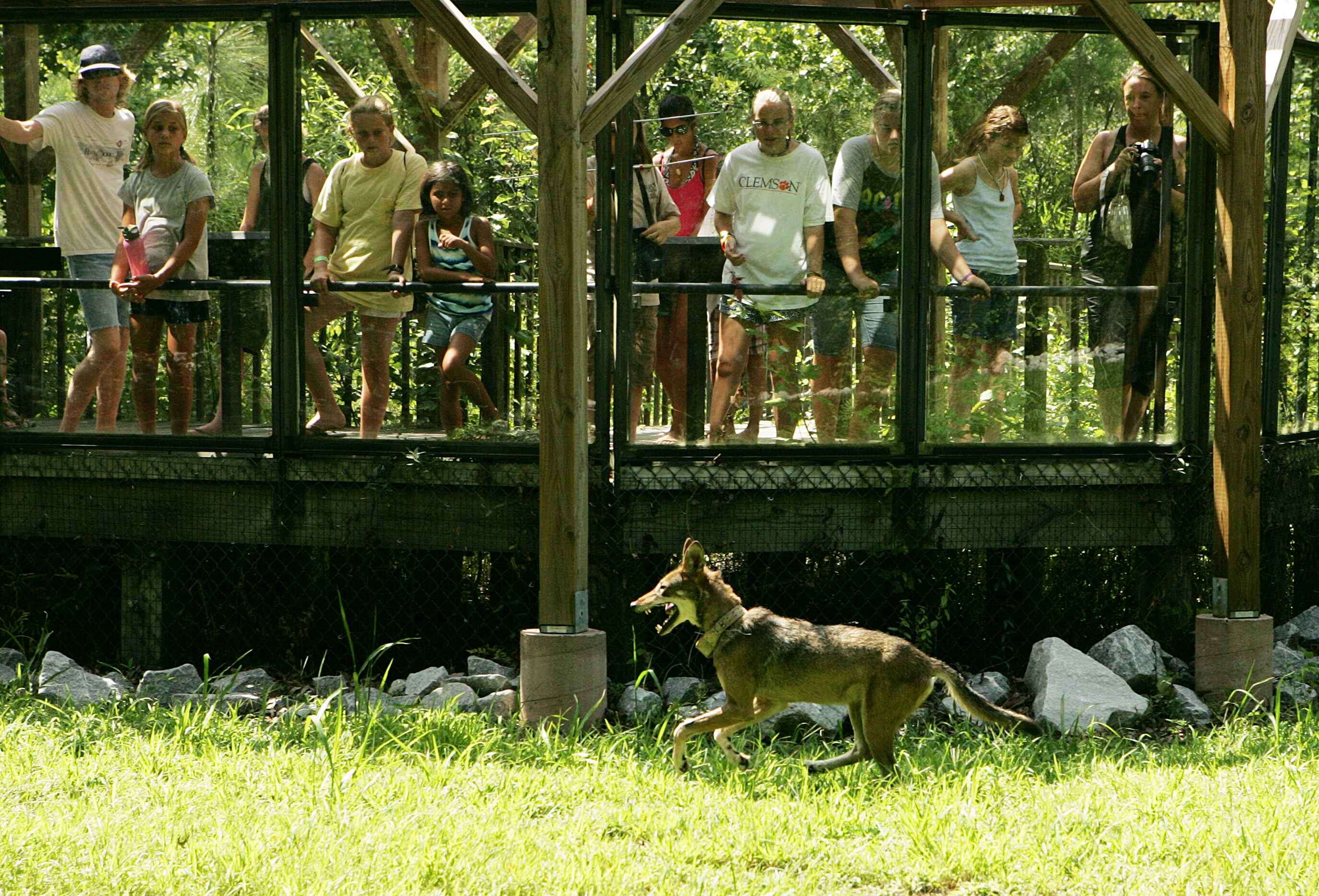 Image of Red wolf