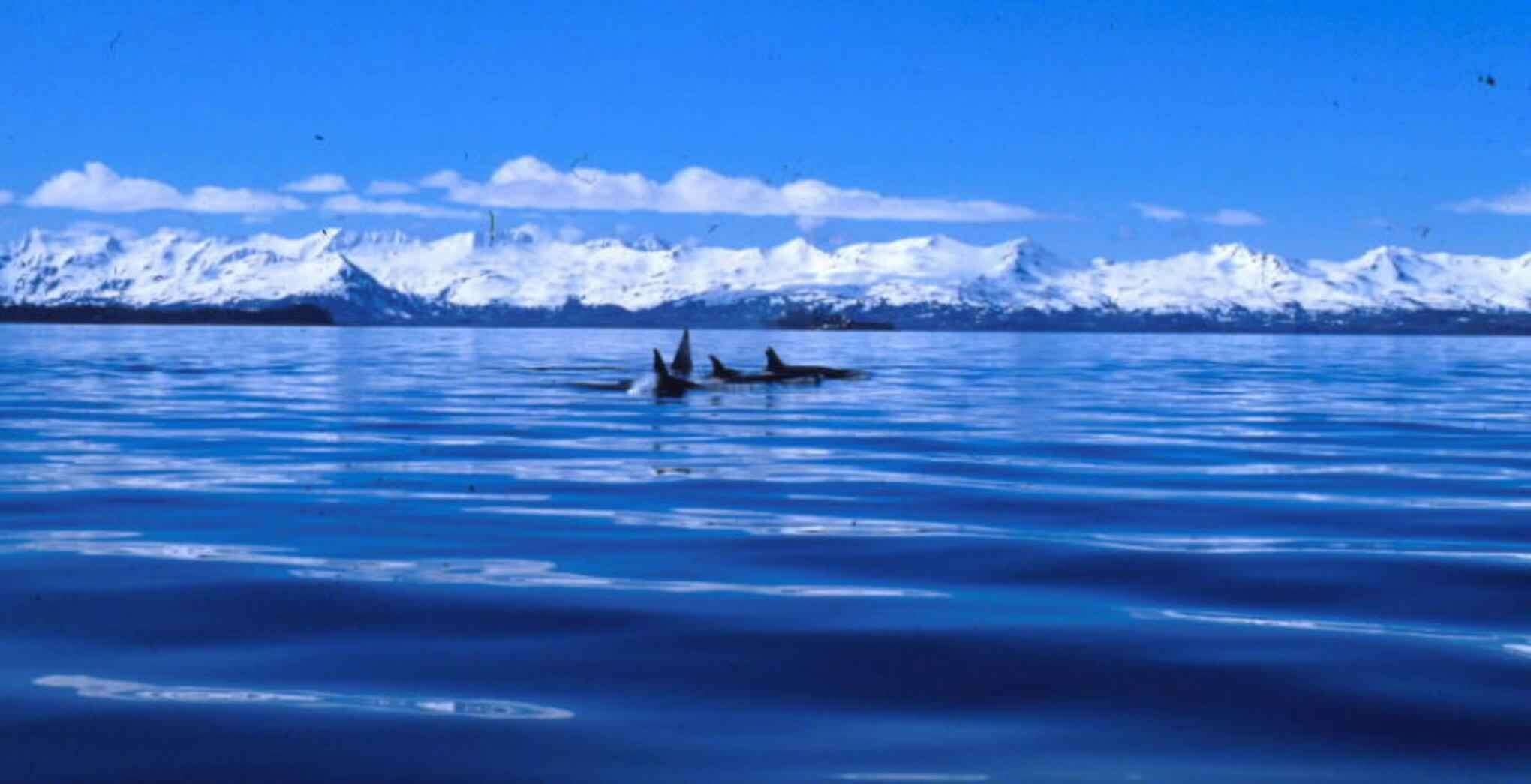 Image of killer whale