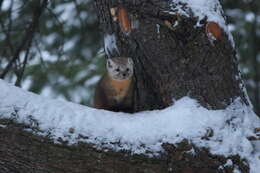 Image of American Marten