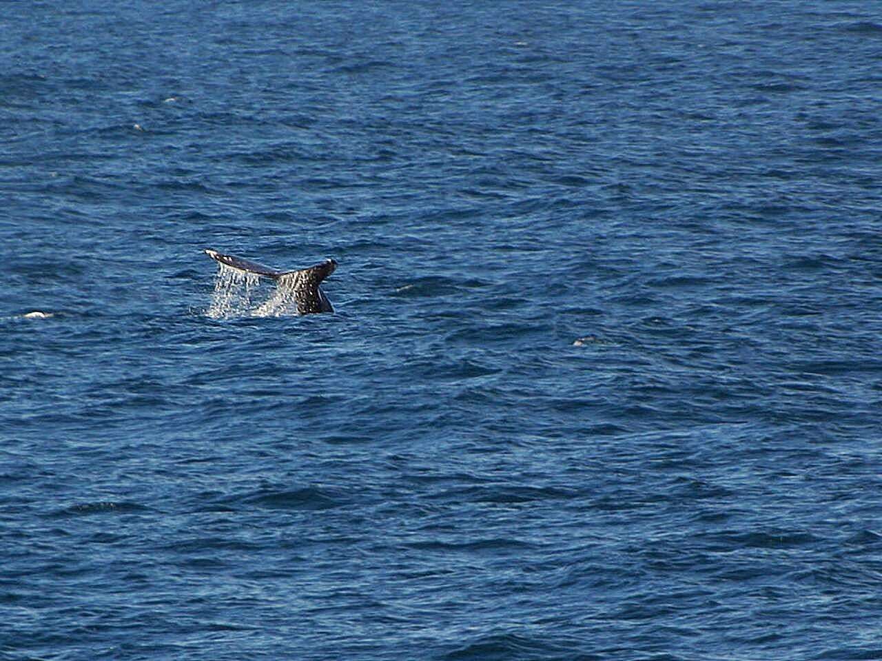 Image of gray whales