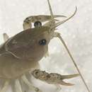 Image of Southern White River Crayfish