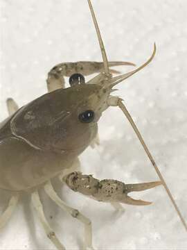 Image of Southern White River Crayfish