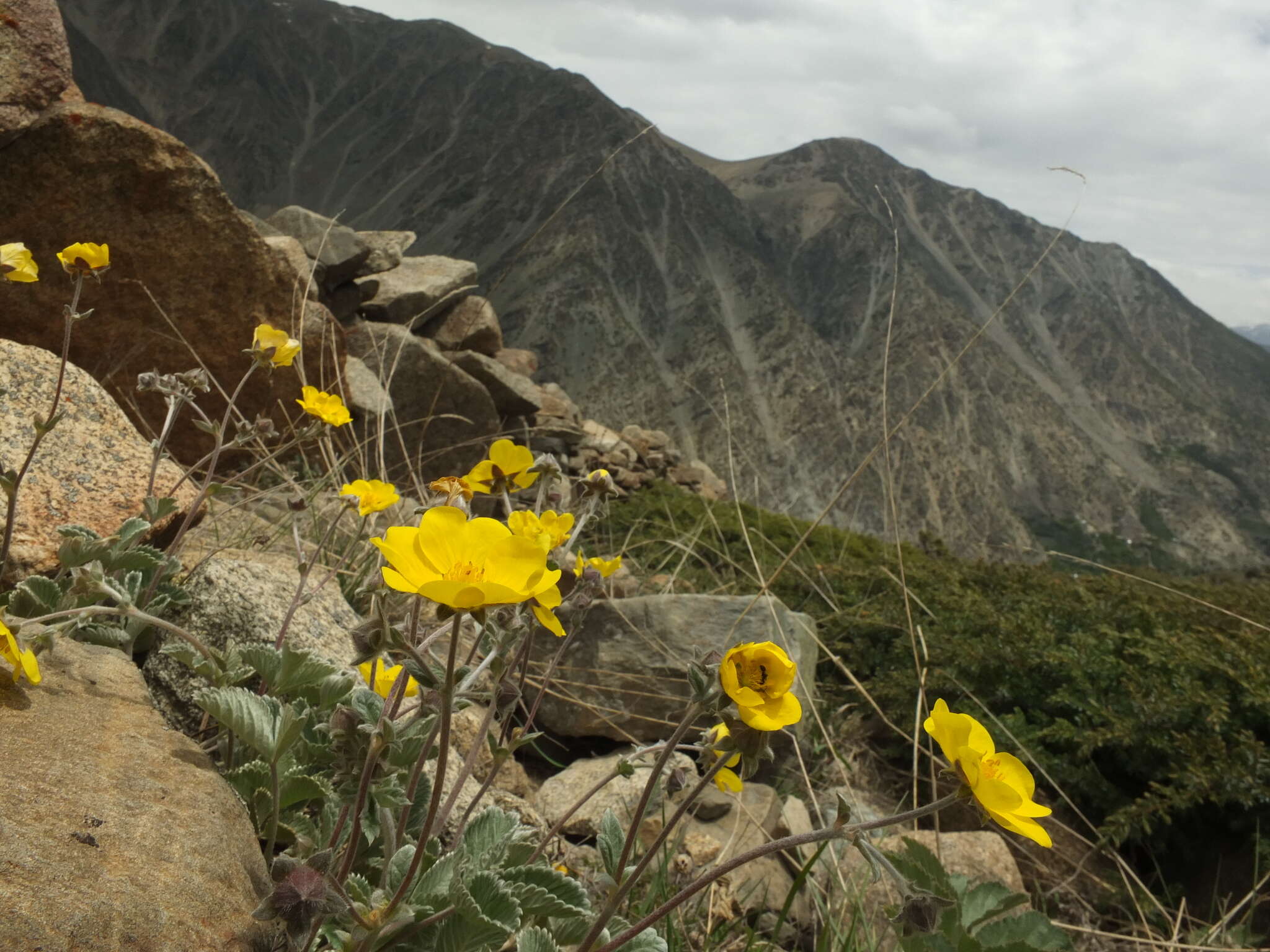 Image of Potentilla argyrophylla Wall.