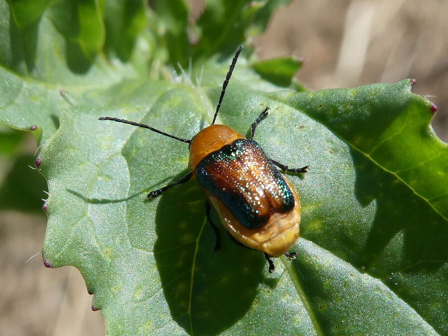 Imagem de Aporocera iridipennis