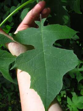 Image of whiteflower leafcup