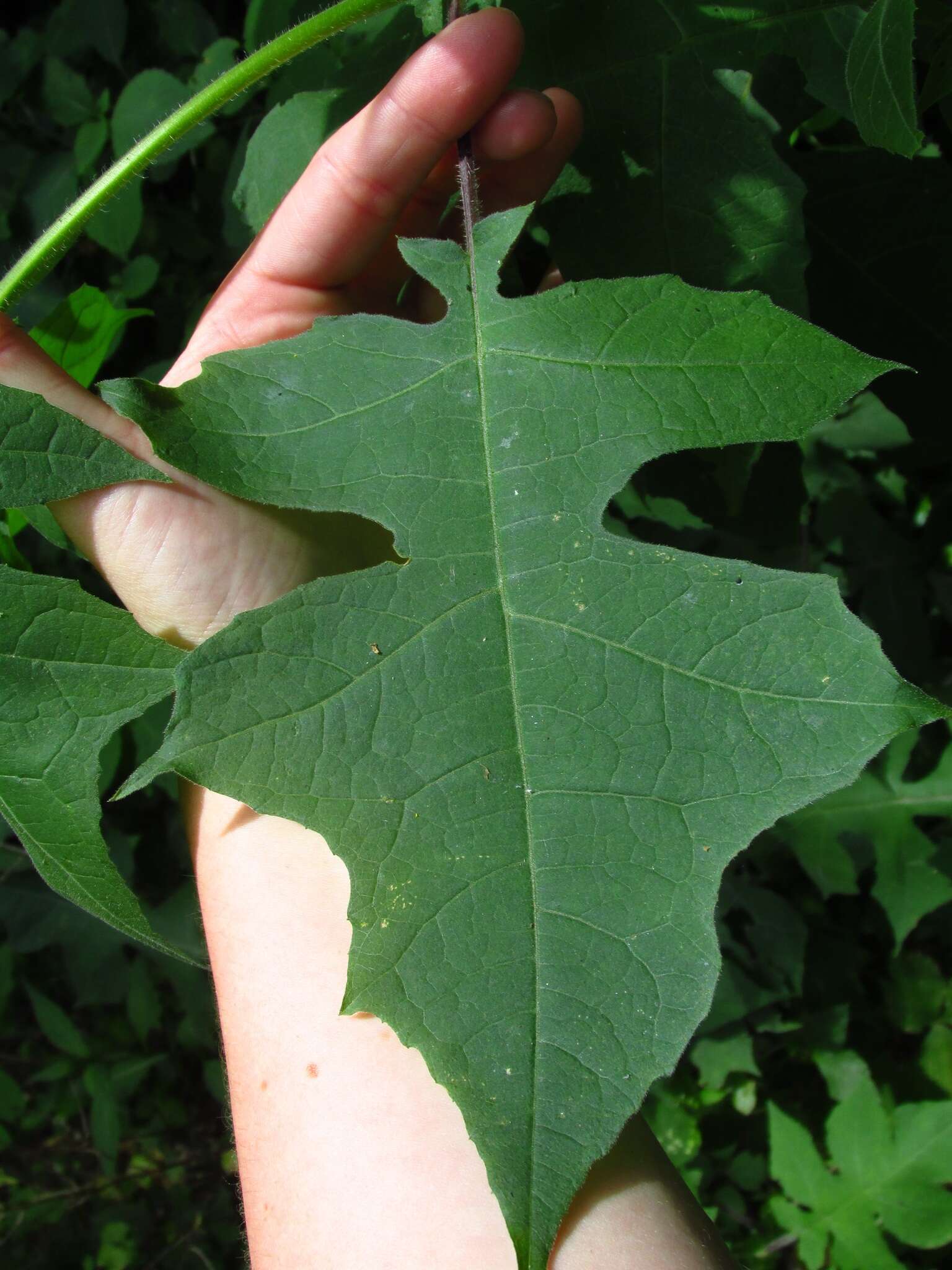 Polymnia canadensis L. resmi