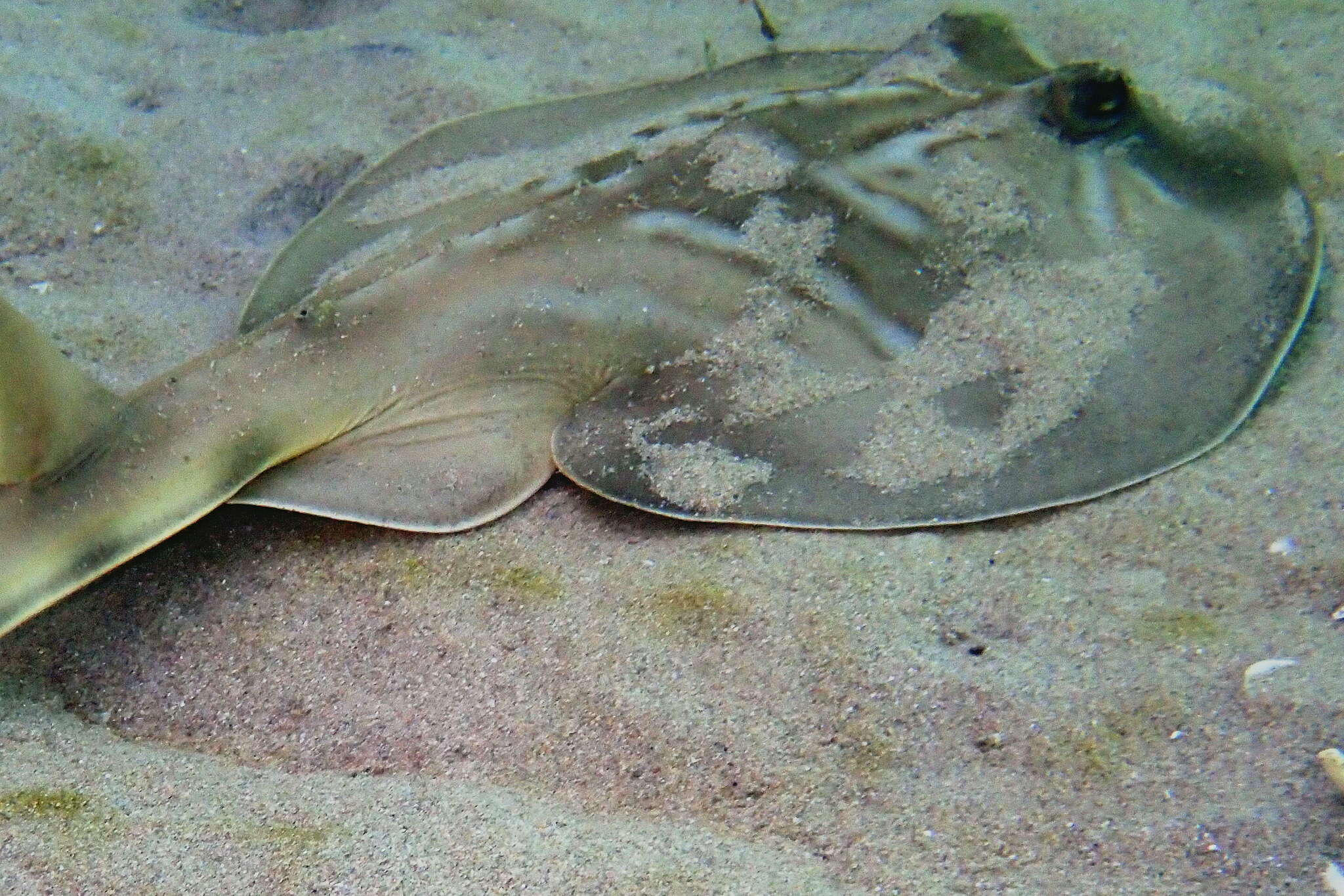 Image of Black and white fiddler ray