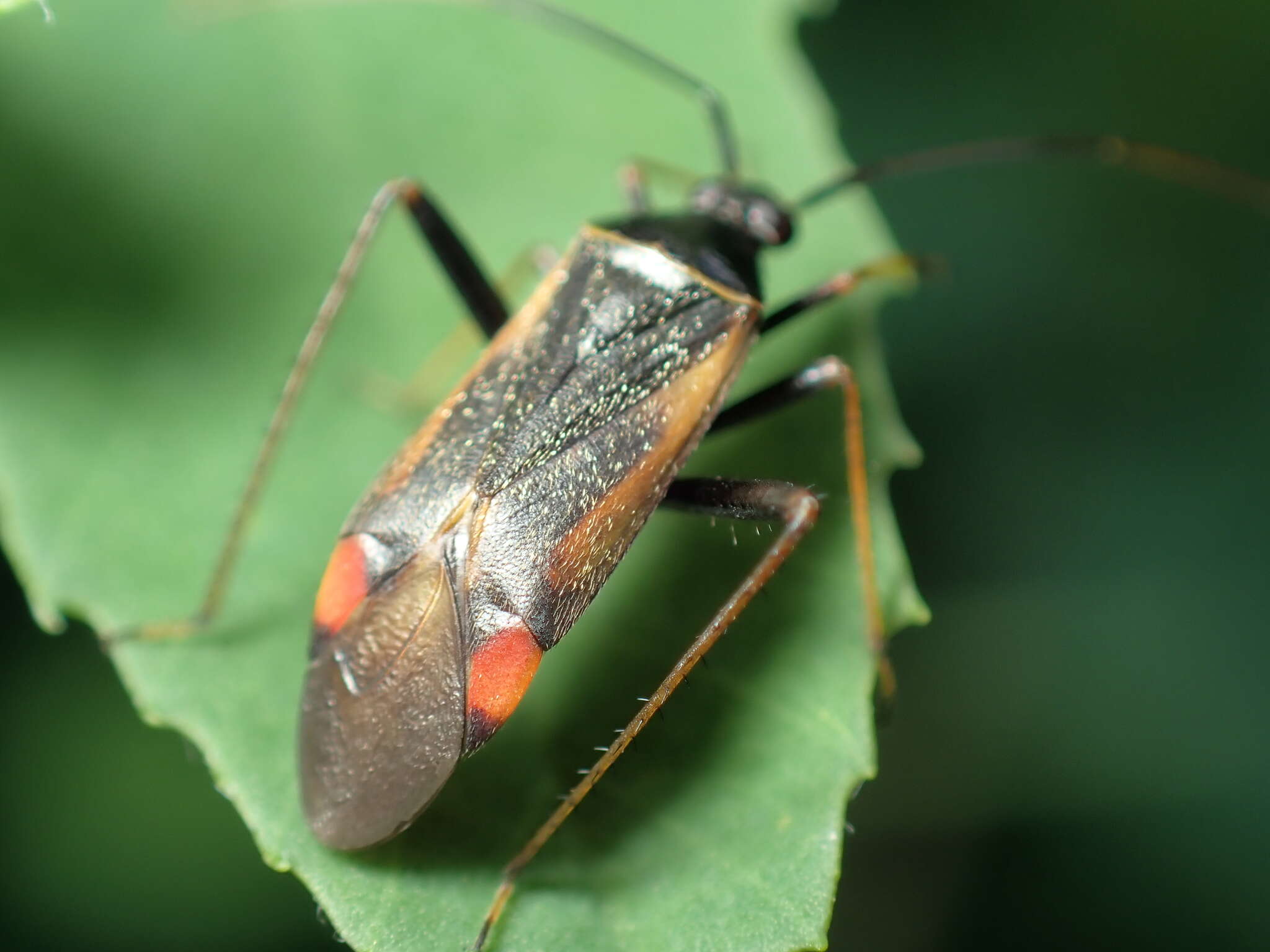 Adelphocoris seticornis (Fabricius 1775)的圖片