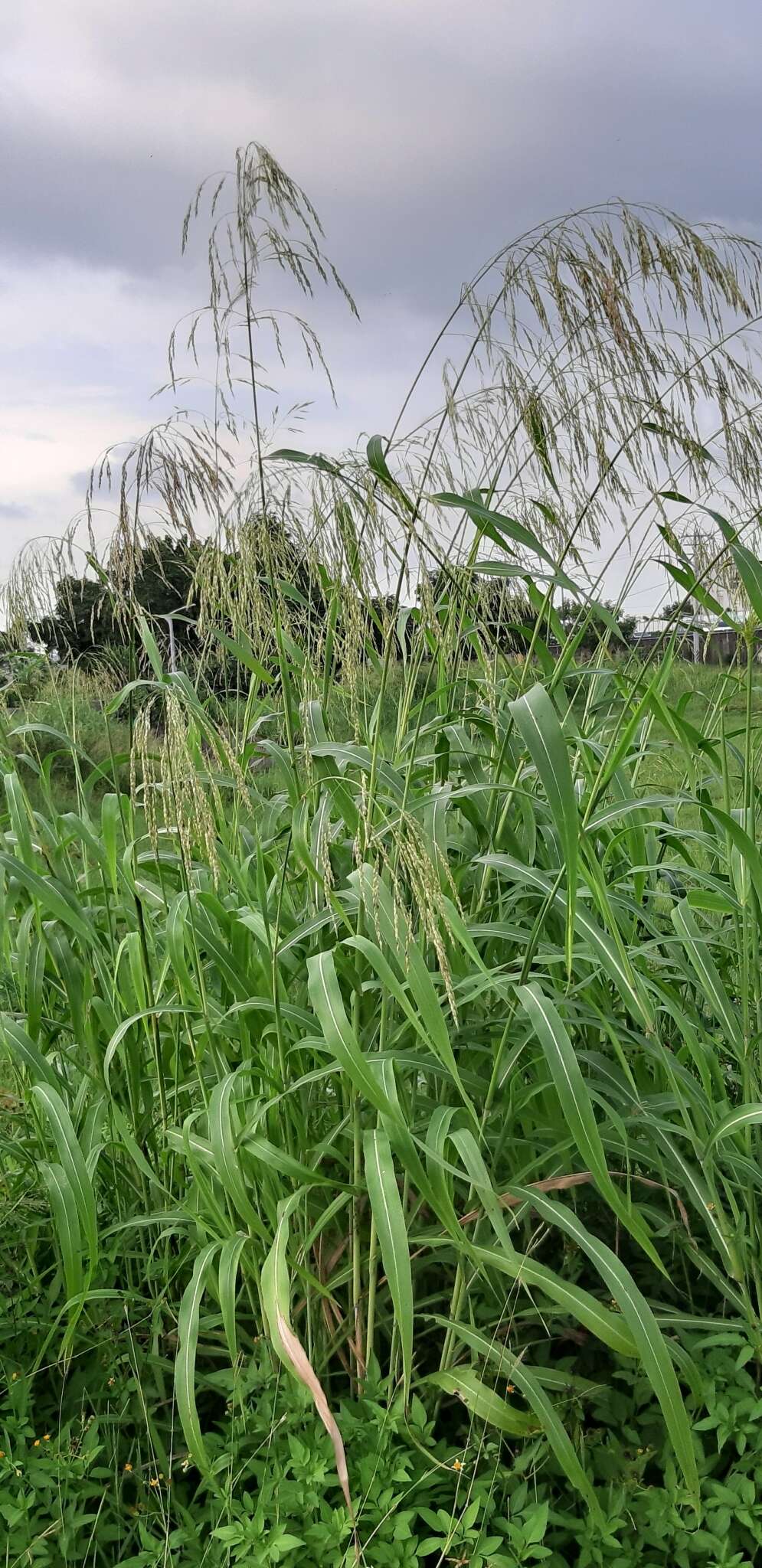 Image of broom corn