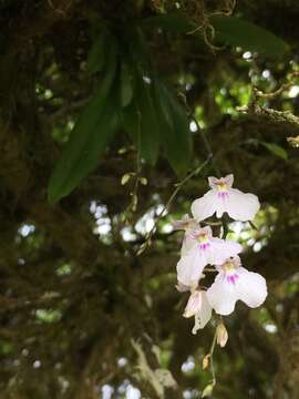 Imagem de Ionopsis utricularioides (Sw.) Lindl.