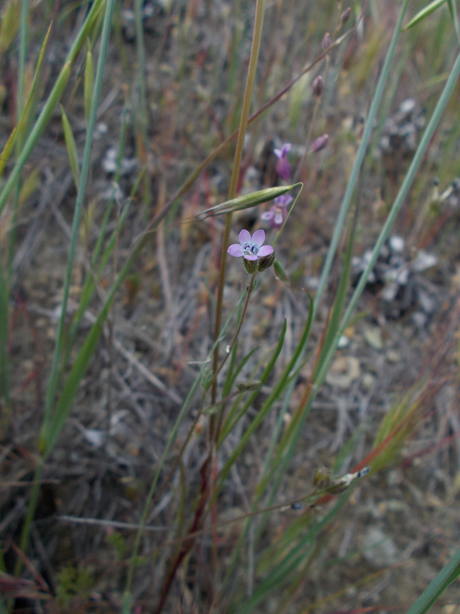 Image of purplespot gilia