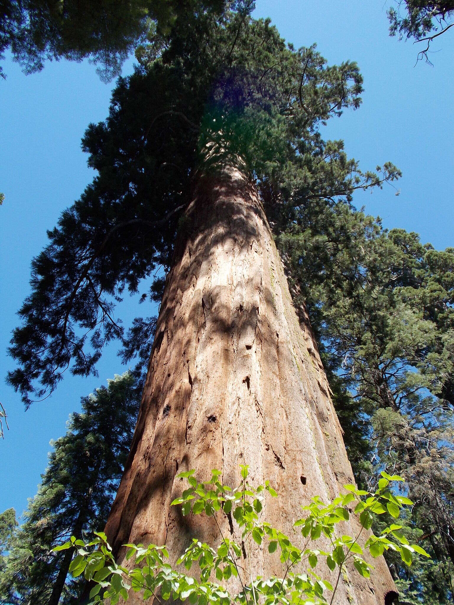 Image of giant sequoia