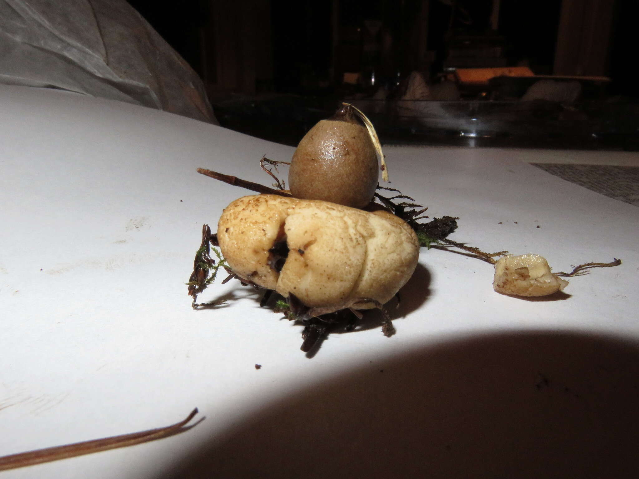 Image of Sessile Earthstar