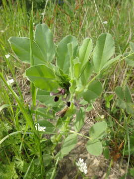 Imagem de Vicia narbonensis L.