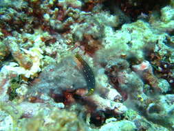 Image of Pictus Blenny