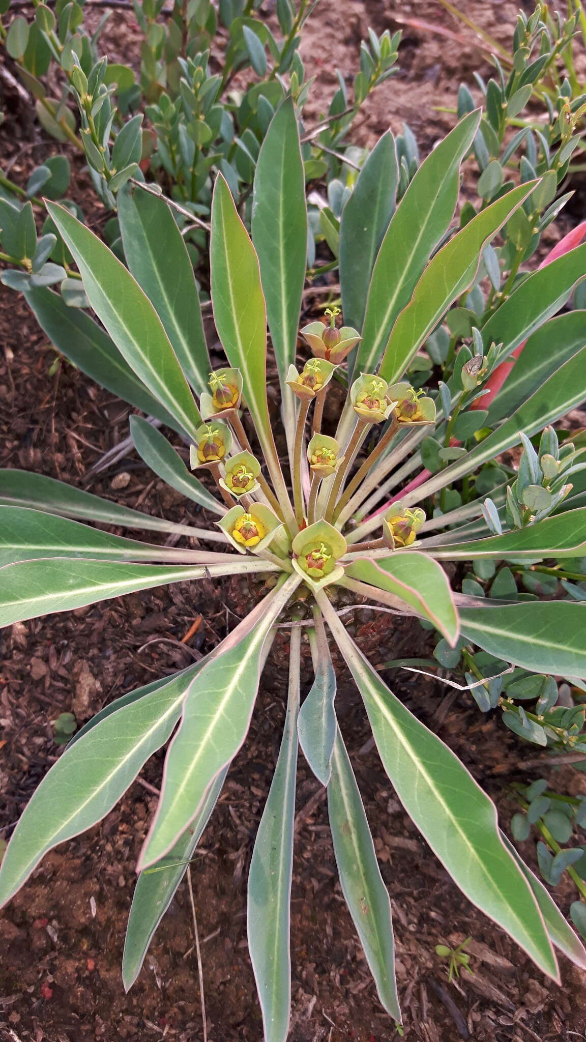 صورة Euphorbia bupleurifolia Jacq.